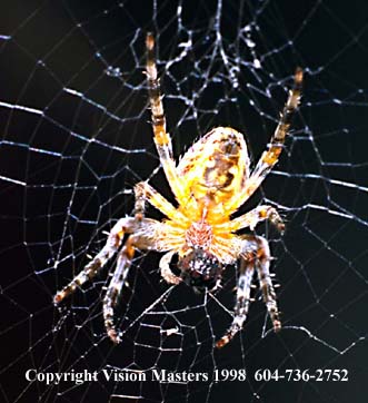free photos for web site, page design, internet promotion
